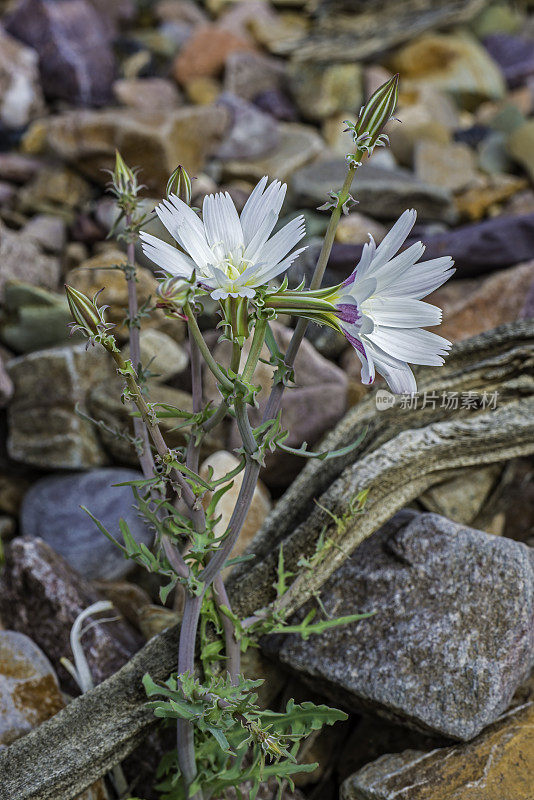 Calycoseris wrightii，通常被称为白色tackstem，是一种一年生的春季野花，在加州的死亡谷国家公园被发现。菊科。